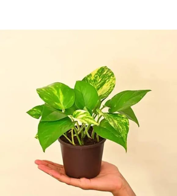 Green Money Plant (With Pot)