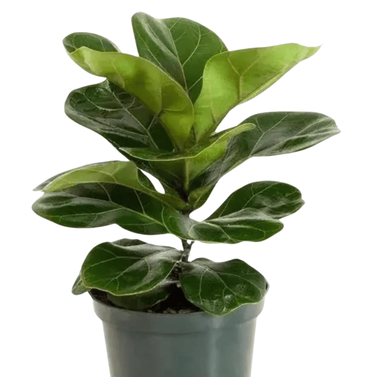 Fiddle Leaf Fig Plant (Ficus Lyrata) - With Pot