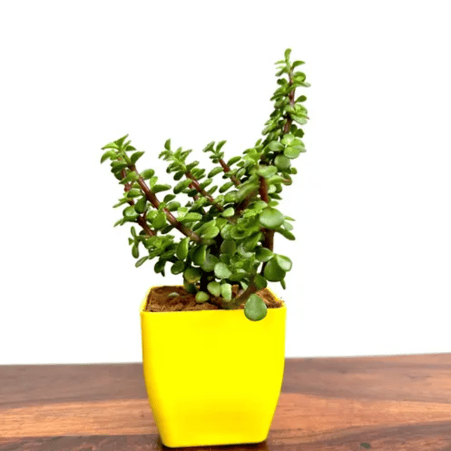 Jade Plant in Yellow Pot