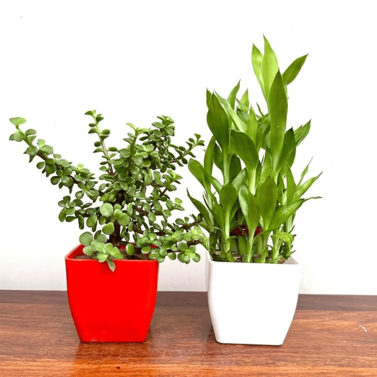 Two Layer Lucky Bamboo and Jade Plant (Combo) -With Pot