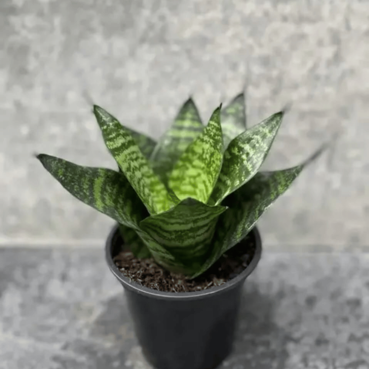 Snake Plant Green (Sansevieria Hahnii) - With Pot