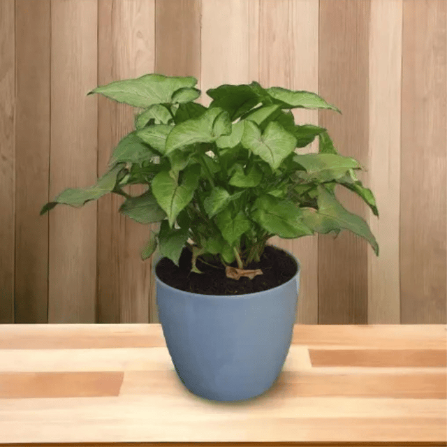 Syngonium Pink Line Plant -With Pot