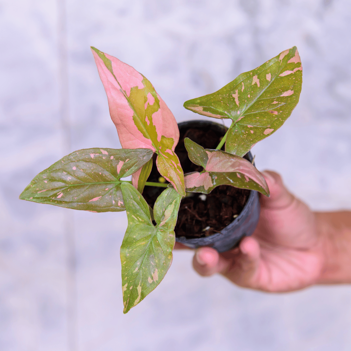 Syngonium Pink Plant - With Pot