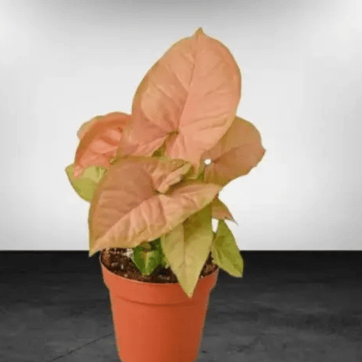 Syngonium Pink Plant - With Pot