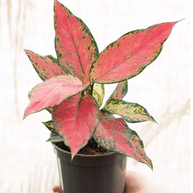 Aglaonema Pink Valentine Indoor Plant -With Pot