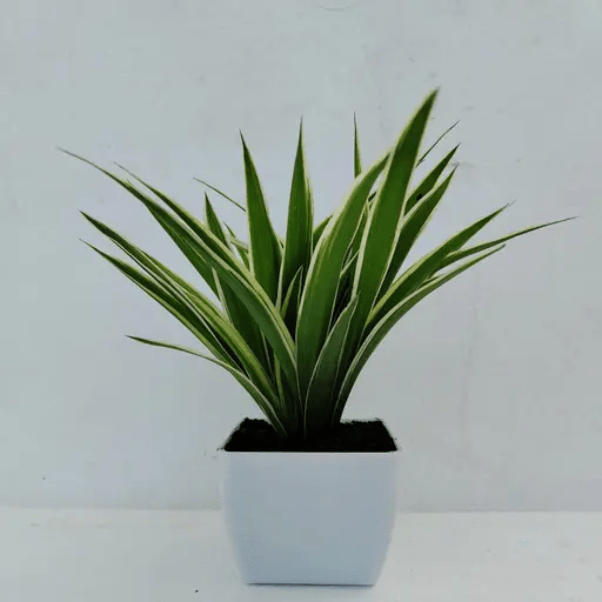 Chlorophytum Spider Plant - With Pot