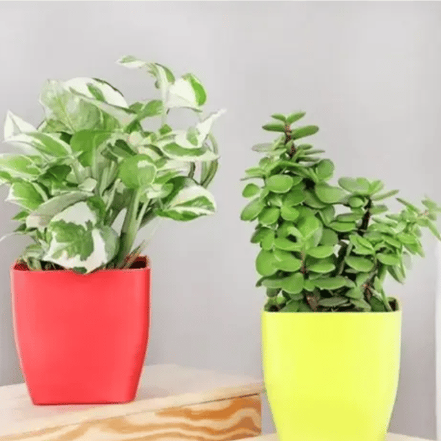 Pothos Money Plant with Jade Plant Combo Pack (With Pots)