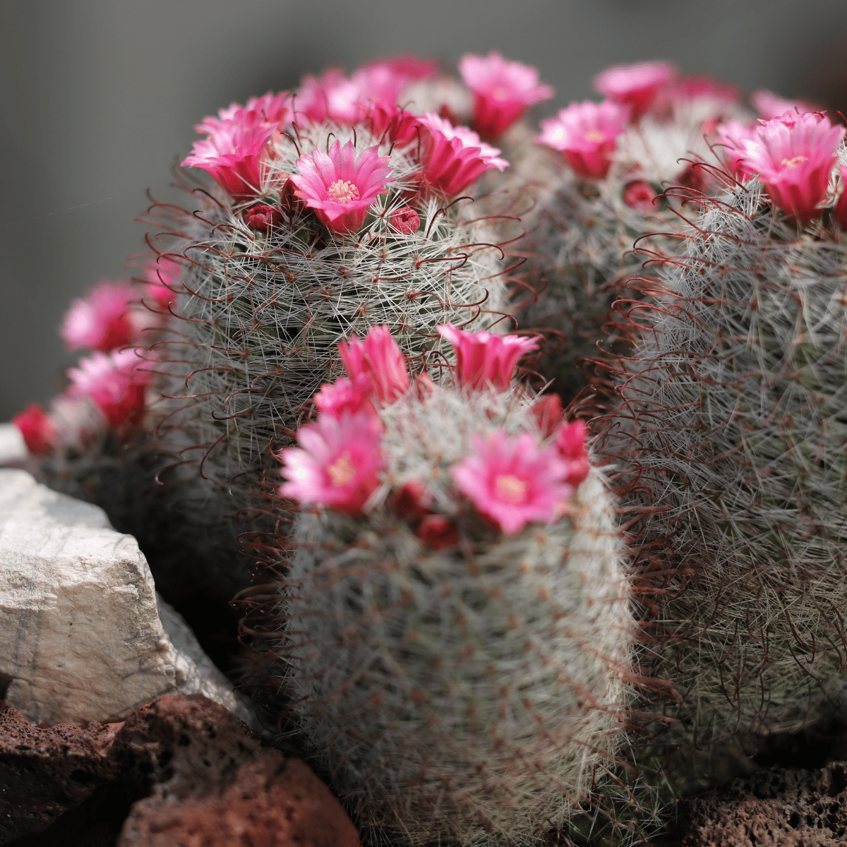 Mammillaria pilcayensis Live Cactus plant (Barerooted) - Passion Garden