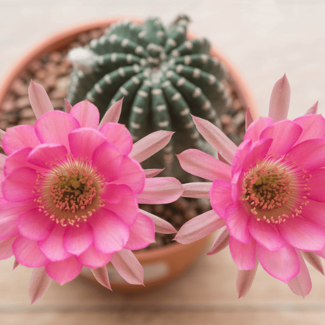 Echinopsis Hybrid Pink Live Cactus Plant (Barerooted) - Passion Garden