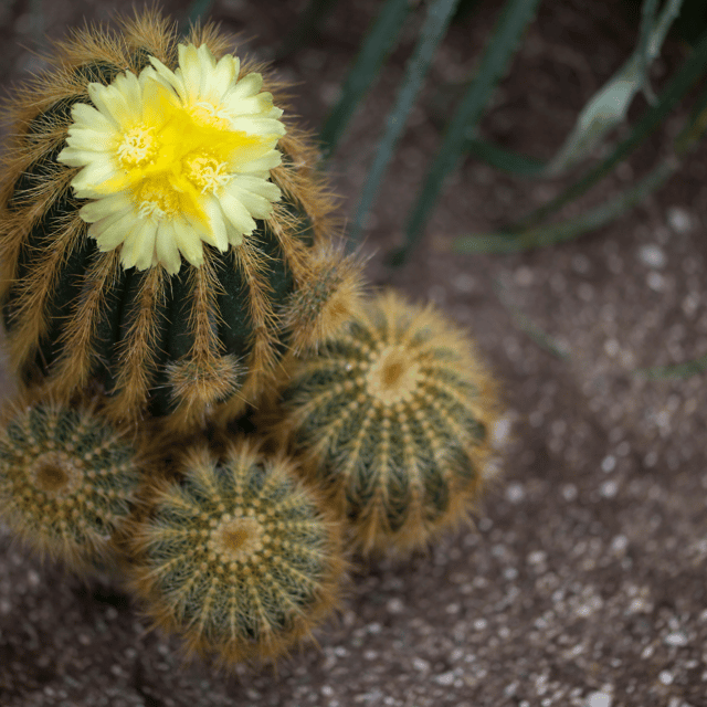 Parodia Schlosseri Live Cactus Plant (Barerooted) - Passion Garden