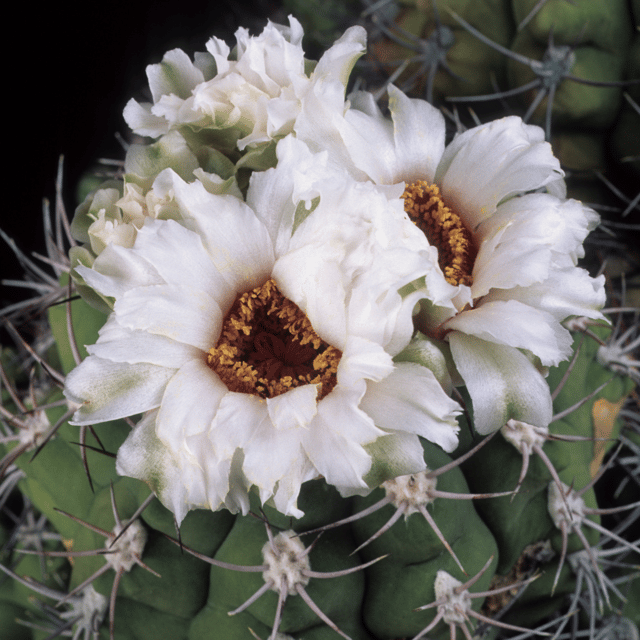 Gymnocalycium Anisitisii Live Cactus Plant (Barerooted)-Passion Garden