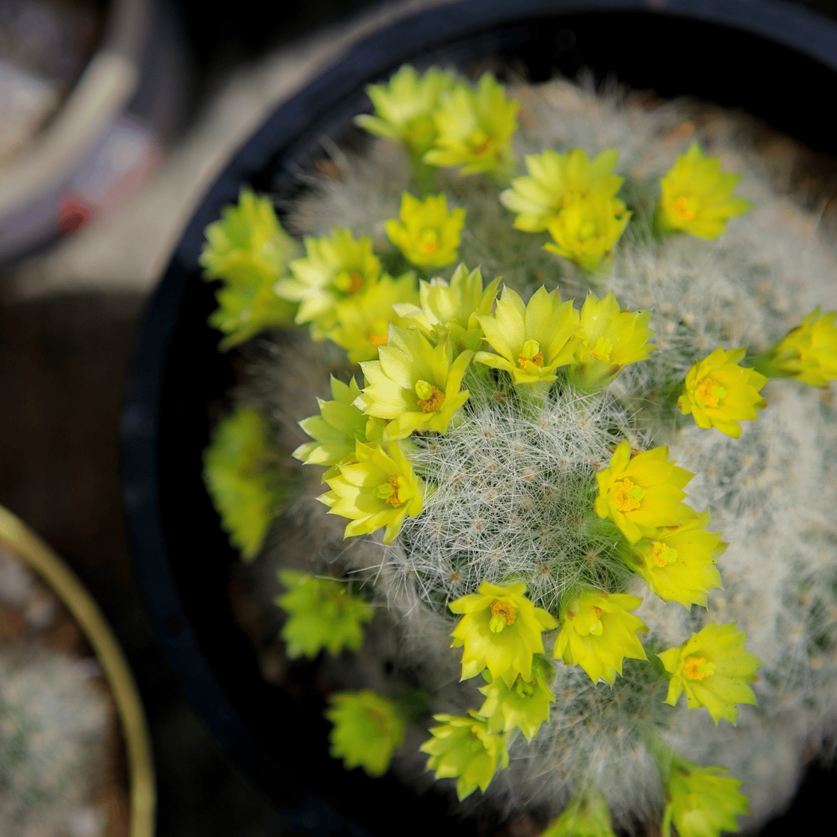 Mammillaria Baumii Live Cactus Plant (Barerooted) - Passion Garden