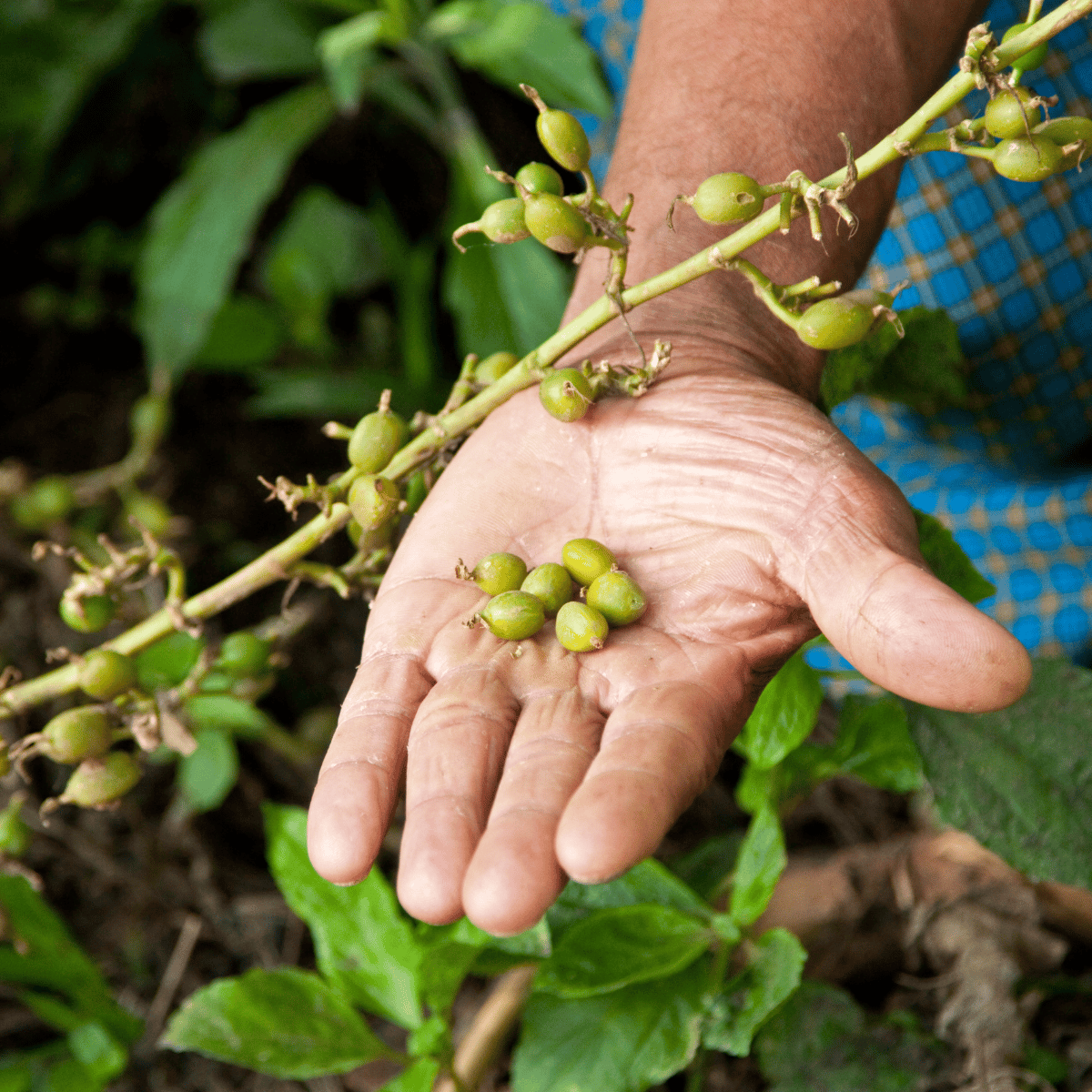 Elaichi Plant – Velchi, True Cardamom Plant