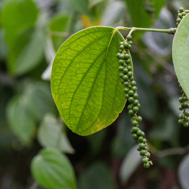 Black Pepper / Kurumulagu (Karimunda, Kali Mirch) Spice Plant