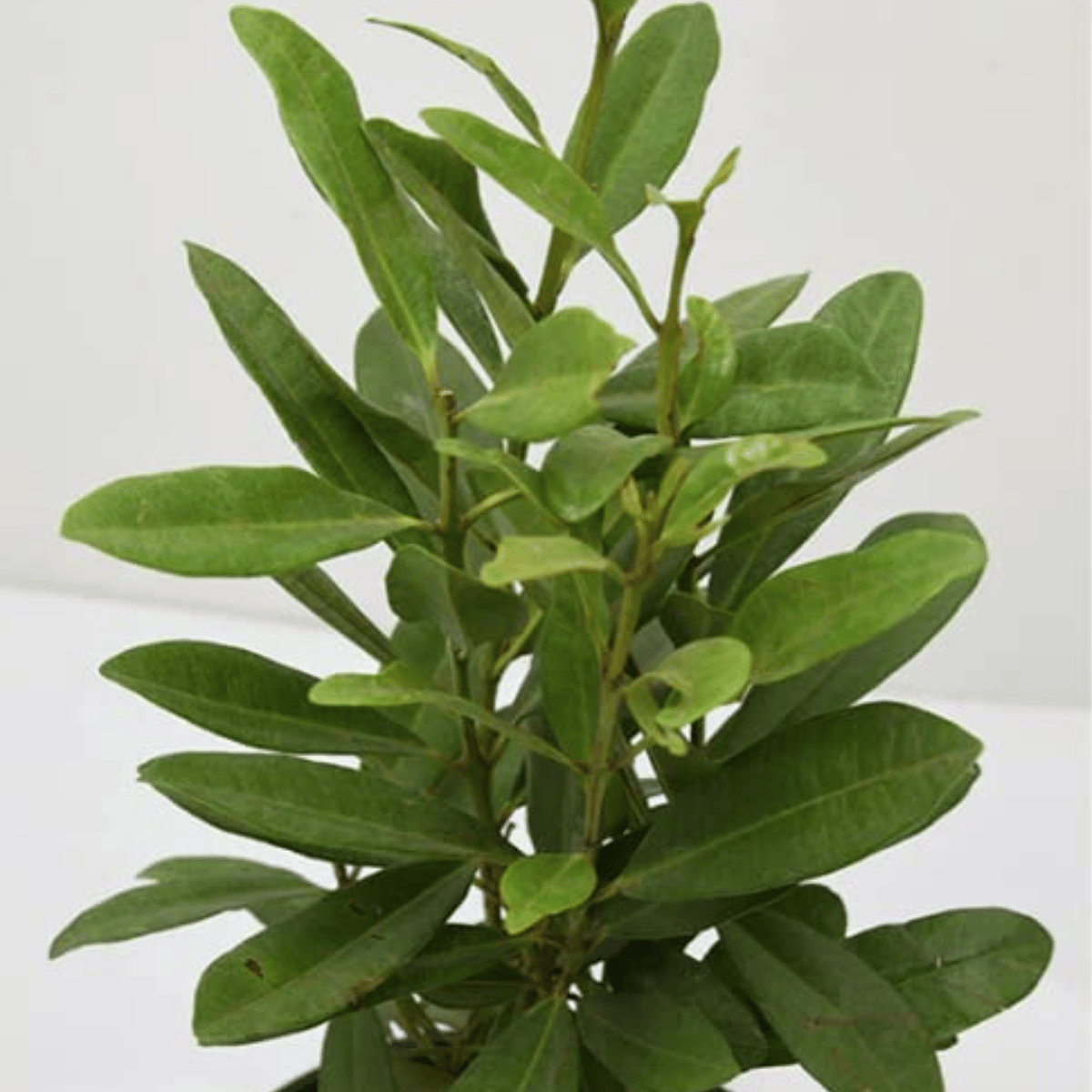 Meat Masala Live Plant