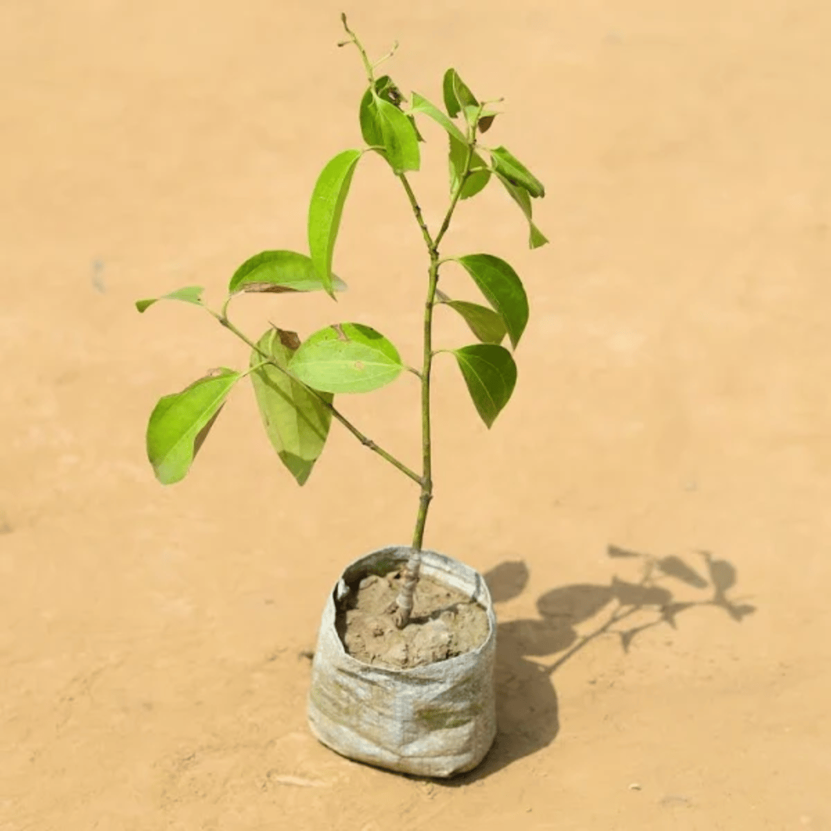 Dalchini / Cinnamon Spice Plant