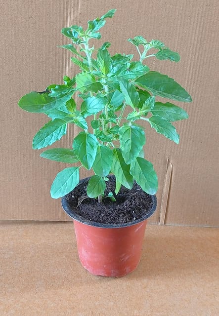 Tulsi Plant | Holy Basil Plant - With Pot