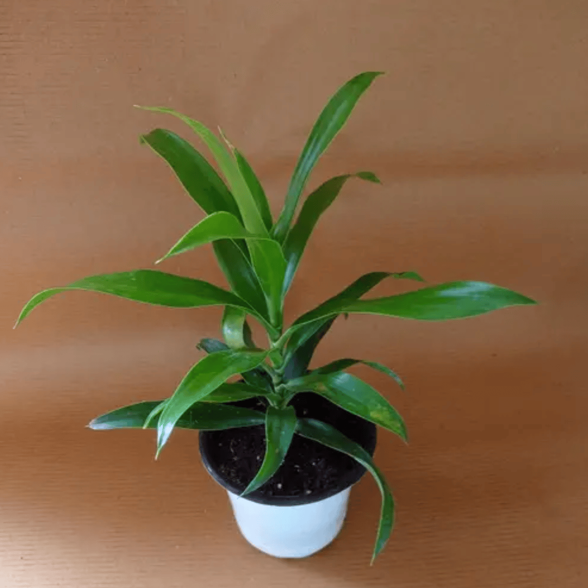 Song of India (Dracaena Reflexa), Pleomele Plant With Pot