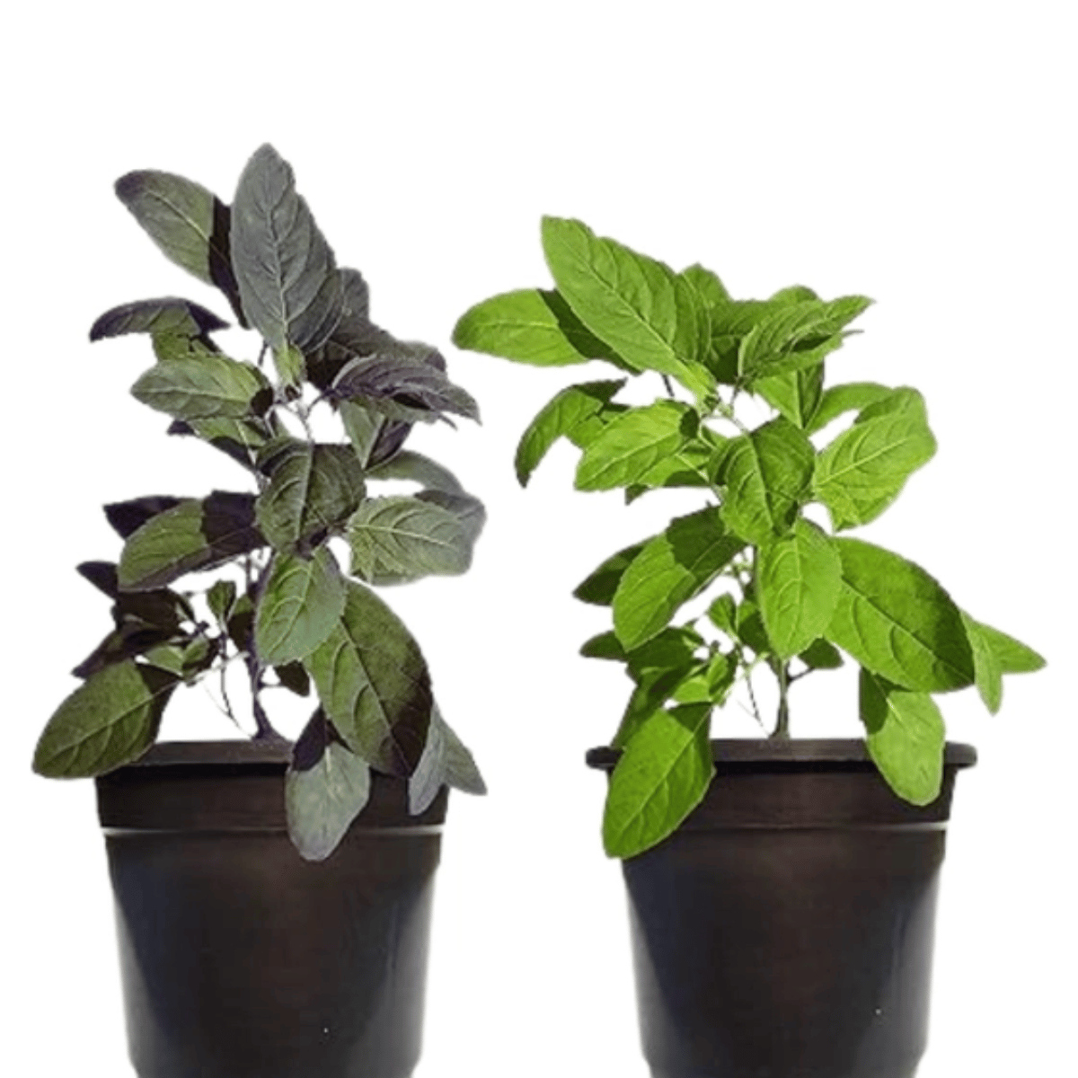 Rama Tulsi and Krishna Tulsi| Basil Plant (Combo of 2) - With Pot