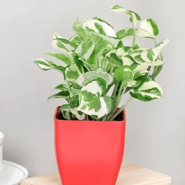 Pothos Money Plant With Pot