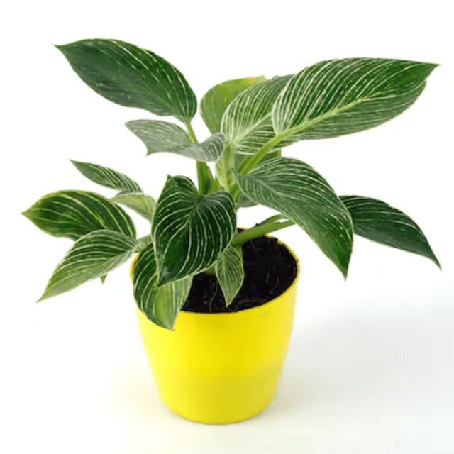 Philodendron Birkin Natural Live Indoor Plant With  Pot