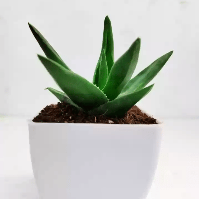 Aloe Vera Plant With Pot