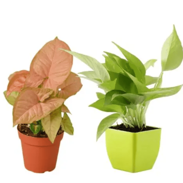 Money Plant and Pink Syngonium (Pack of 2) - With Pot