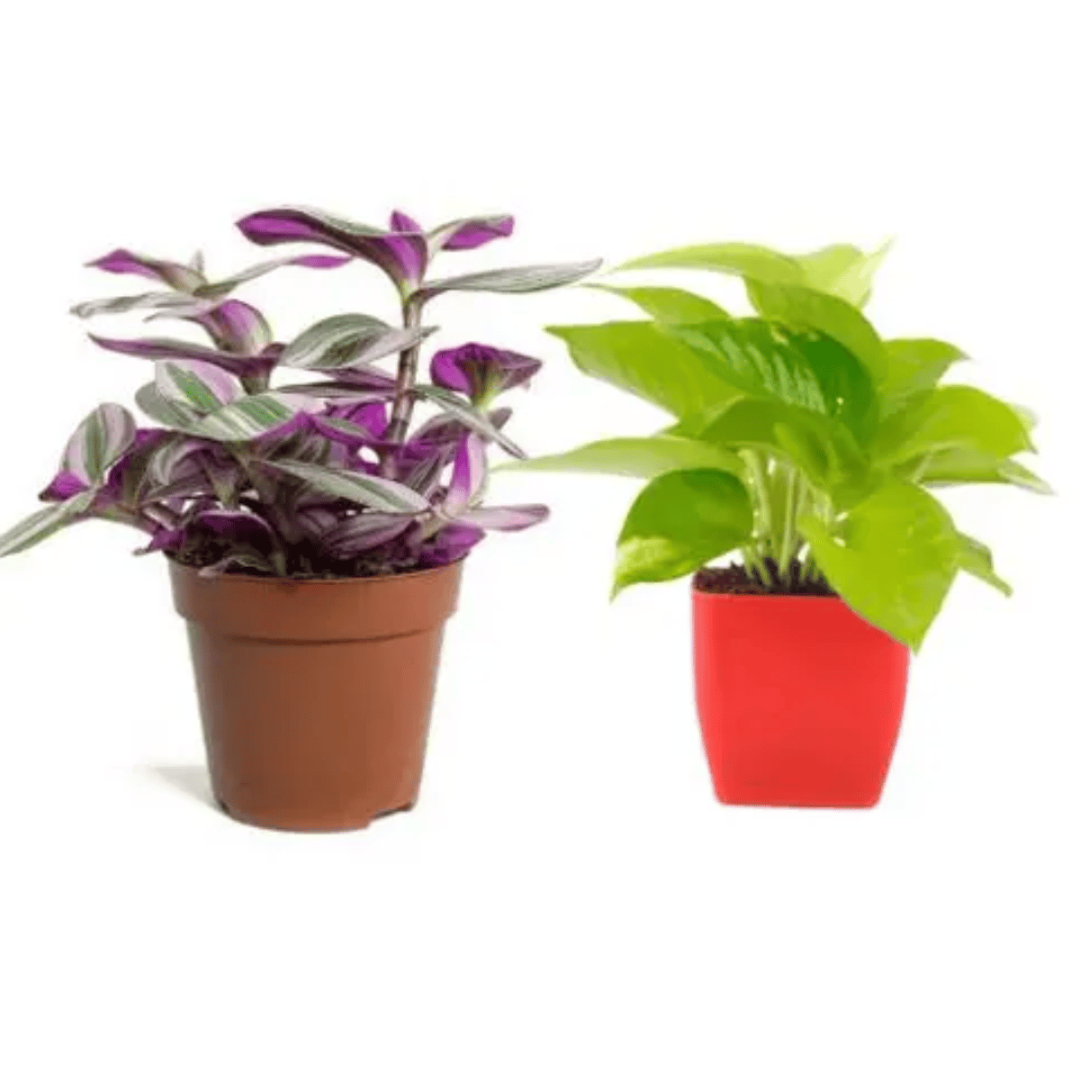 Rhoeo Plant ( Tradescantia Zebrina Plant ) and Golden Money Pant With Pots