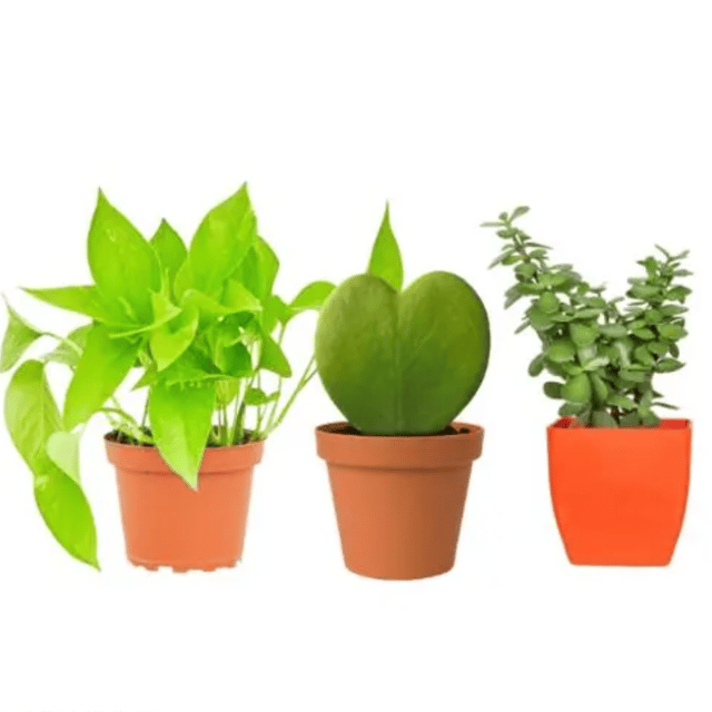 Green Money Plant I Hoya Heart Plant I Jade Plant (3 Best Plant Combo) With Pot