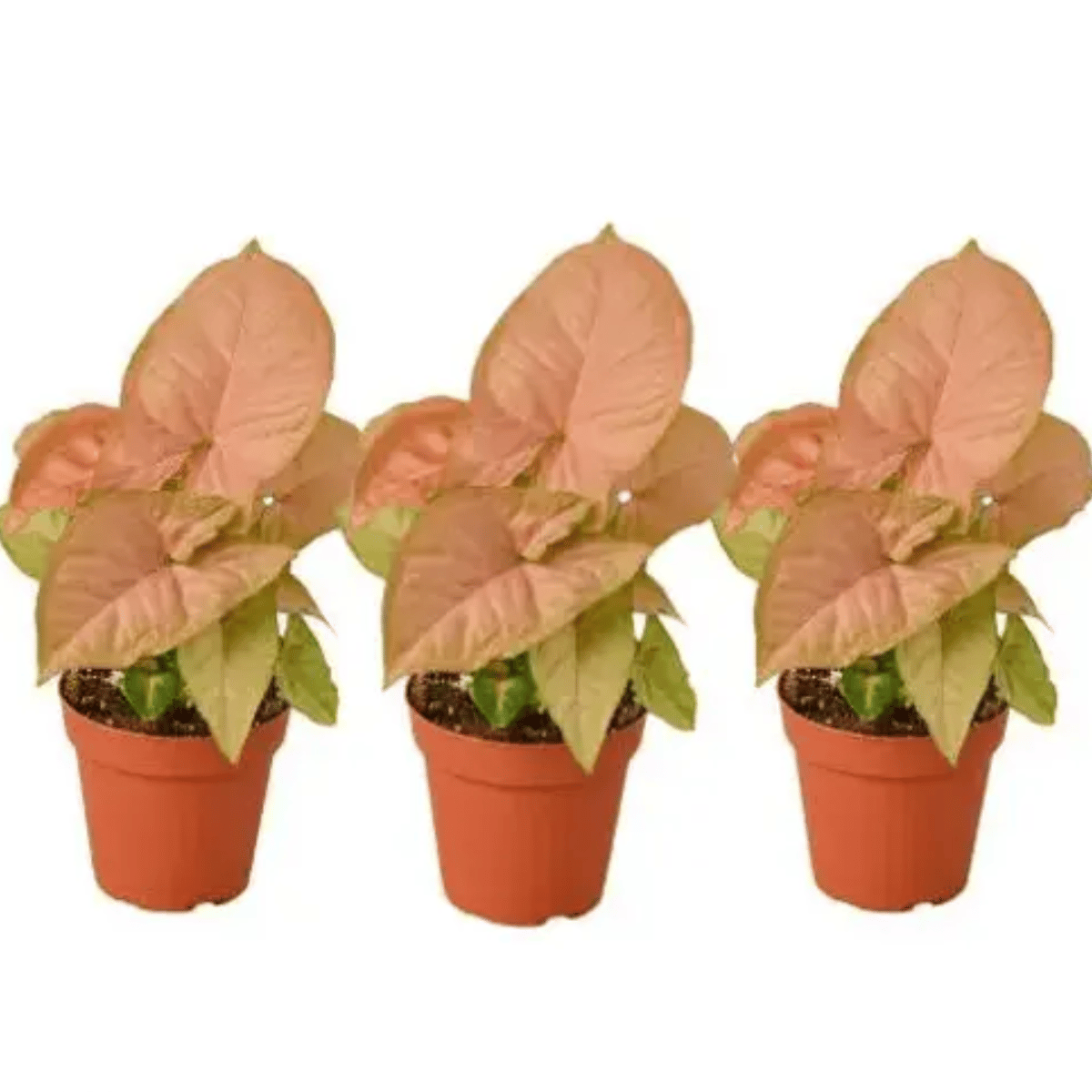 Pink Syngonium Plant With Pots (Combo of 3)