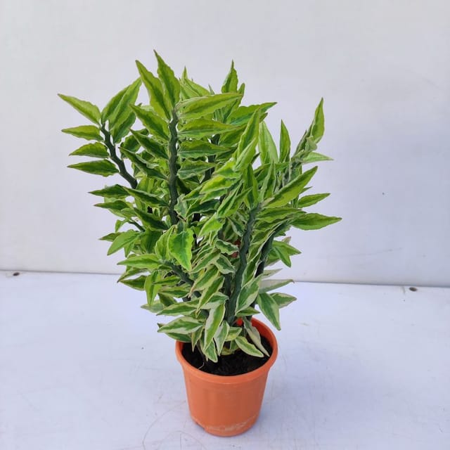 Pedilanthus Green Indoor Plant with Pot