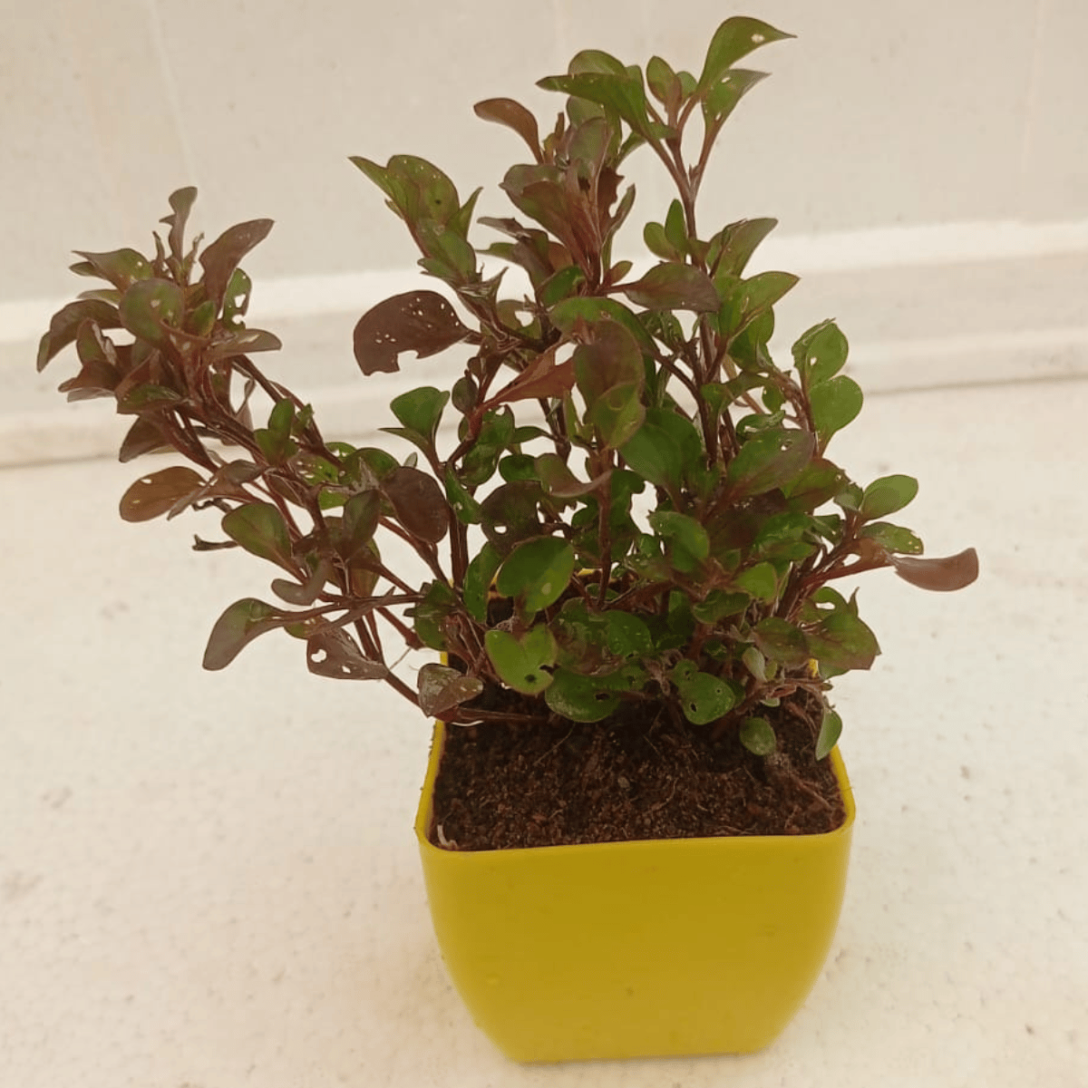 Brazilian Alternanthera Red Live Plant With Pot