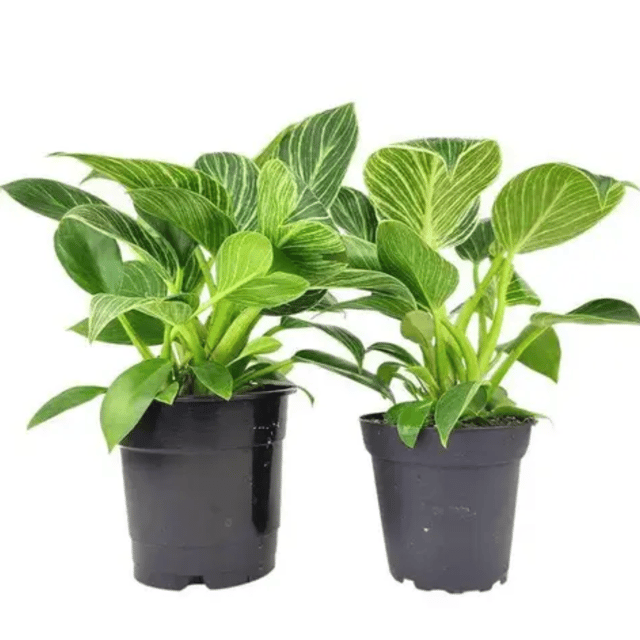 Philodendron Birkin Live Indoor Plant (Combo Of 2) - with Pot