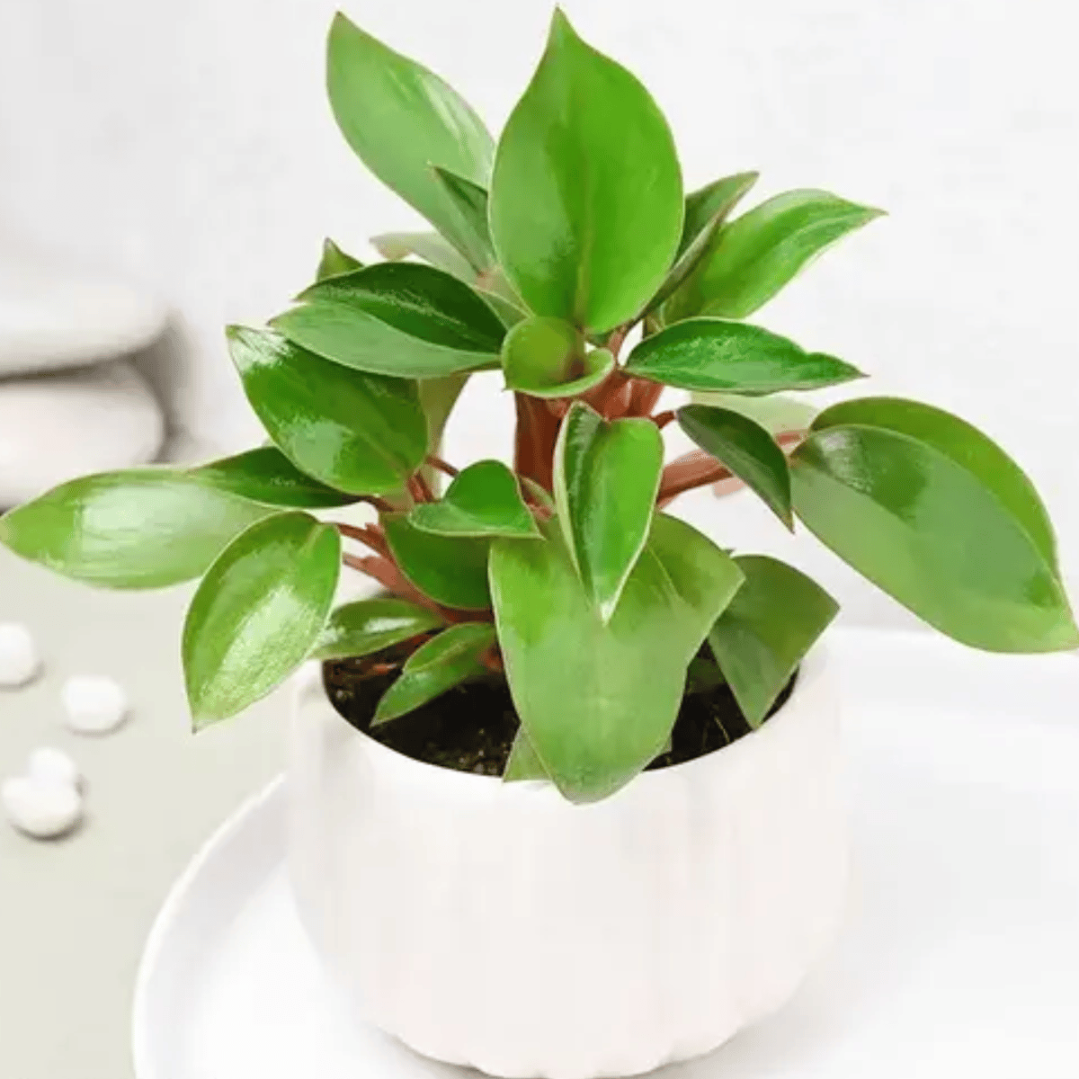 Philodendron Red Plant with Pot