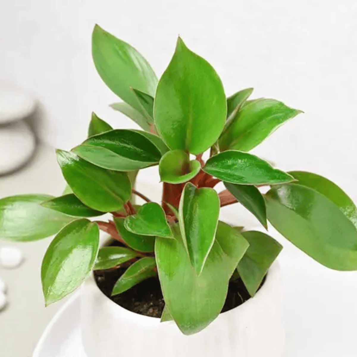 Philodendron Red Plant with Pot