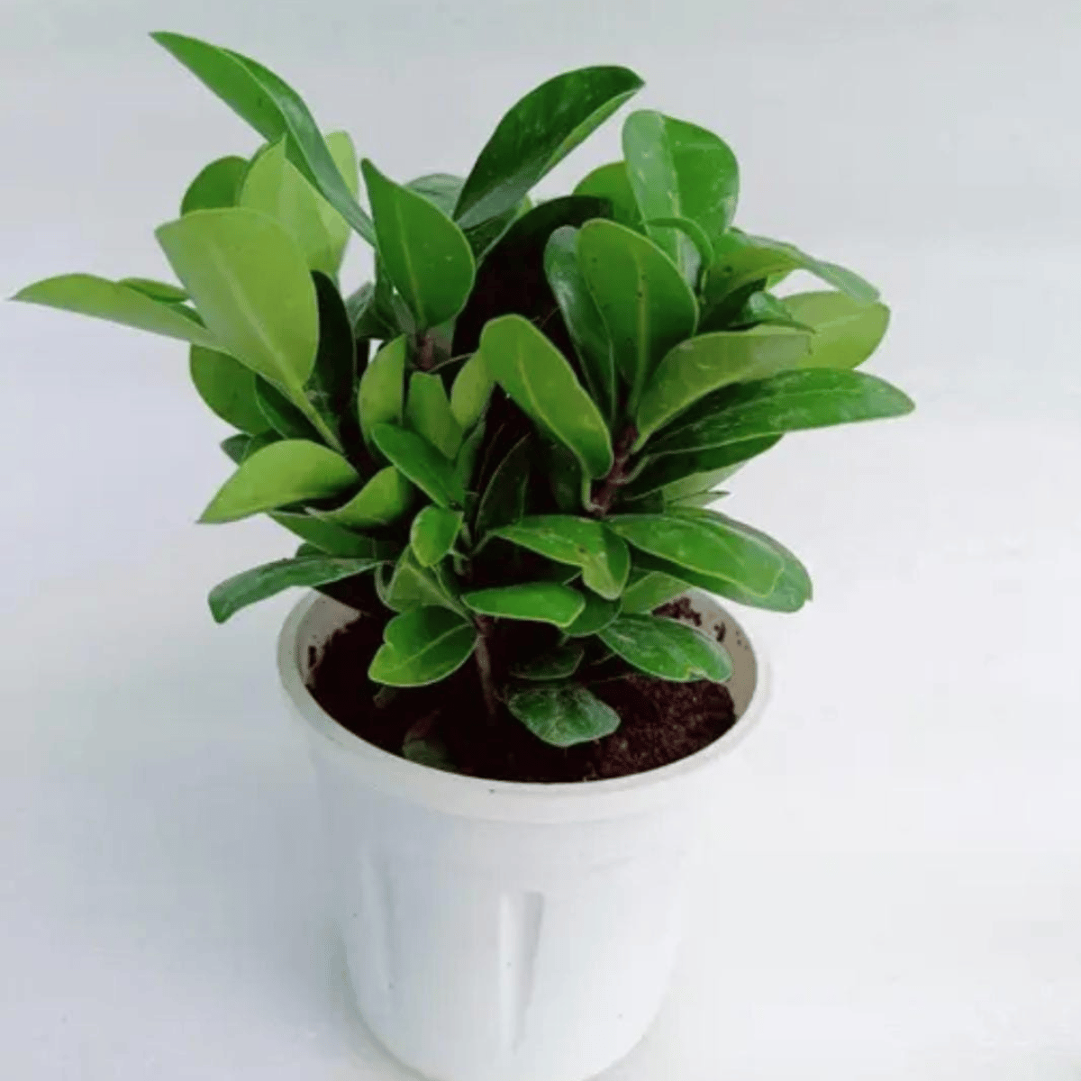 Ficus Compacta Plant With Pot