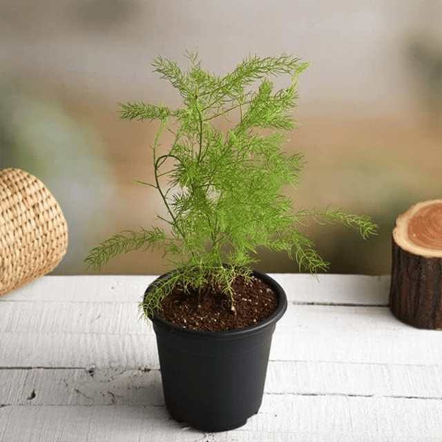 Asparagus Plant With Pot