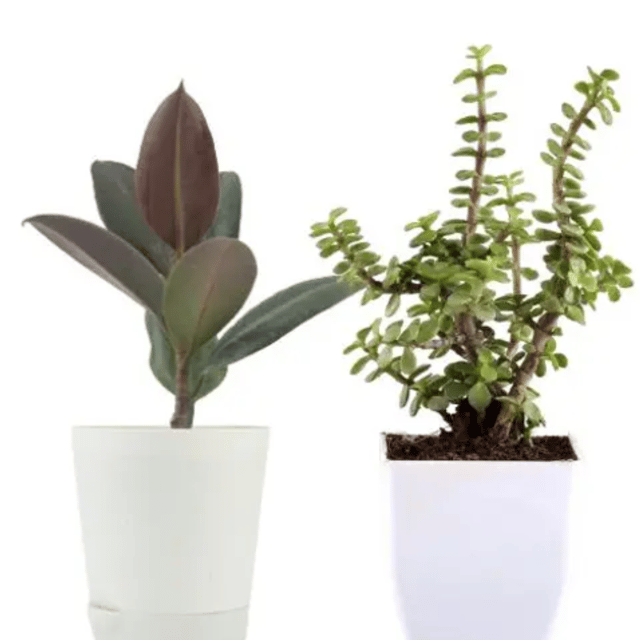 Rubber Plant With Jade Plant Combo Of 2 Plants With Pots