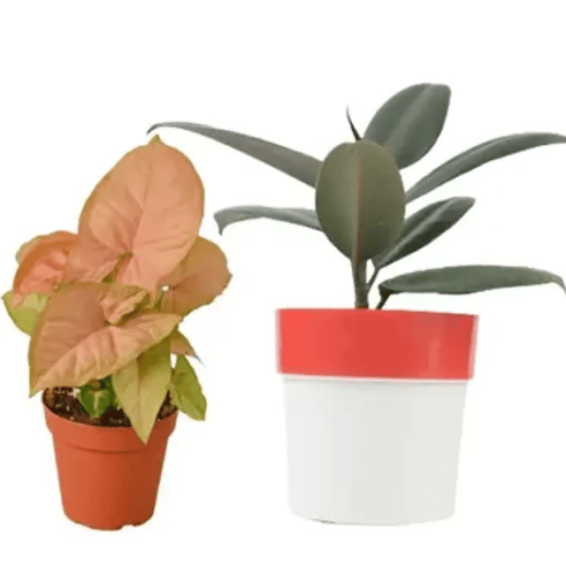 Syngonium Plant and Rubber Plant With Pots