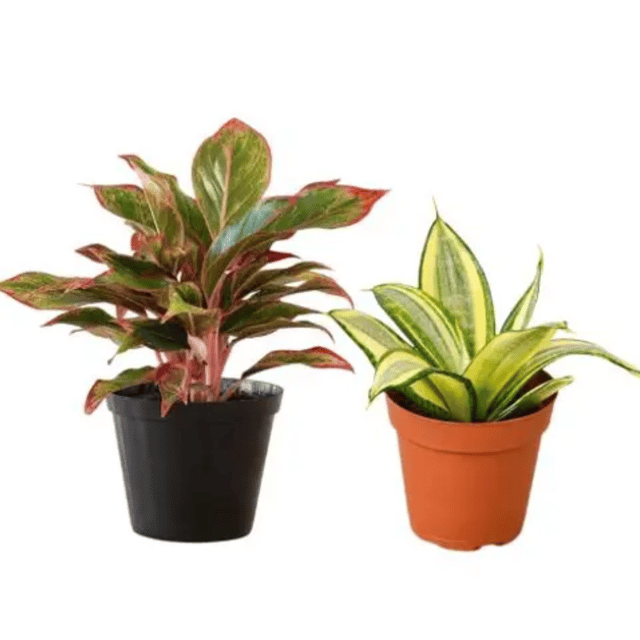 Aglaonema Valentine Plant and Snake Plant with Pots