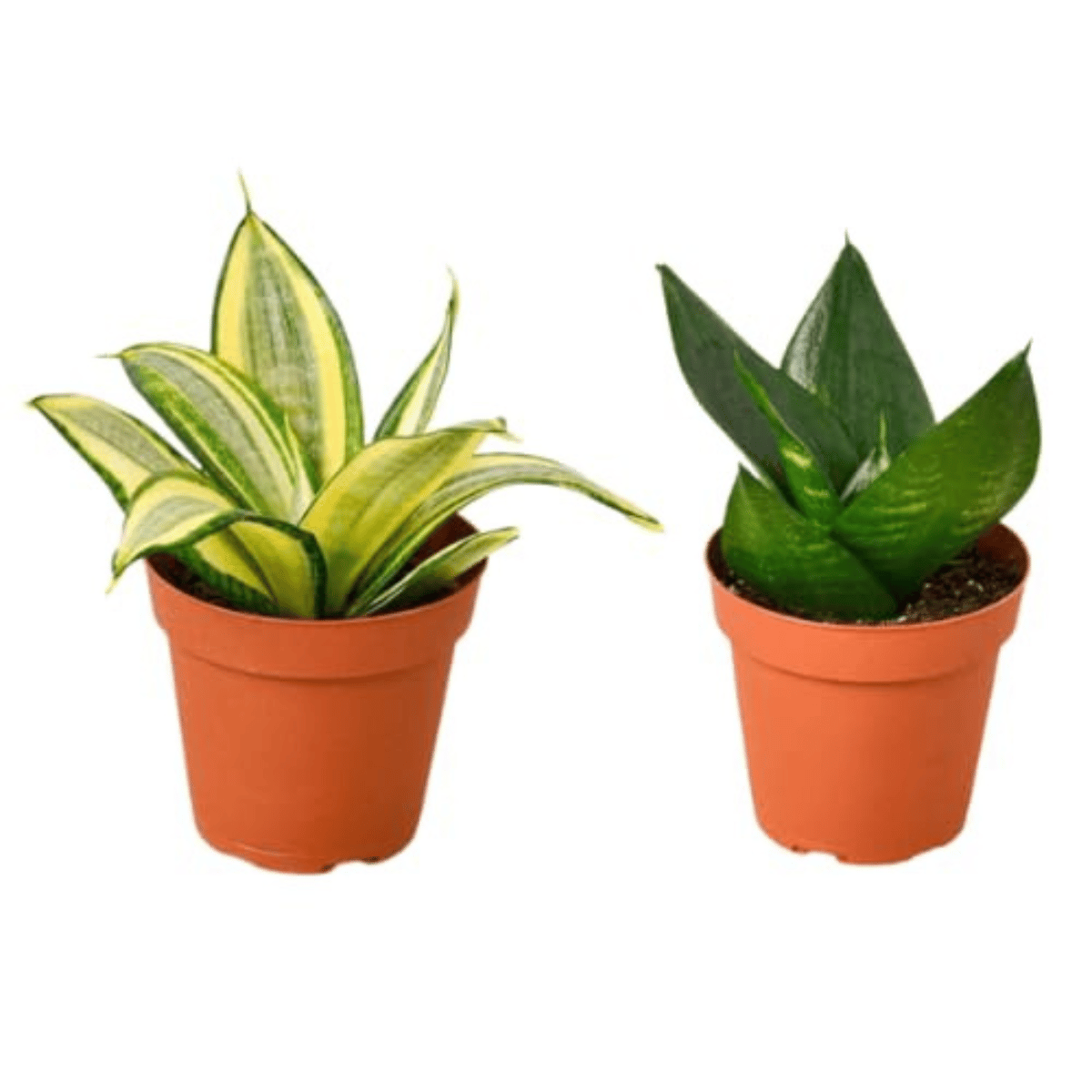 Combo of Green & Golden Snake Plant (Sansevieria Plant) with Pots