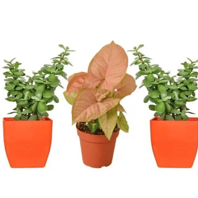 Combo of 3 Plant Jade Plant & Syngonium Plant With Pots