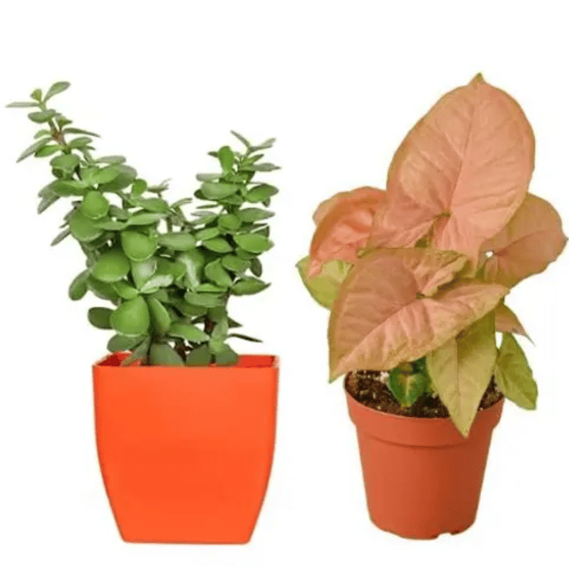 Syngonium Pink Plant With Jade Plant Combo Pack with Pots