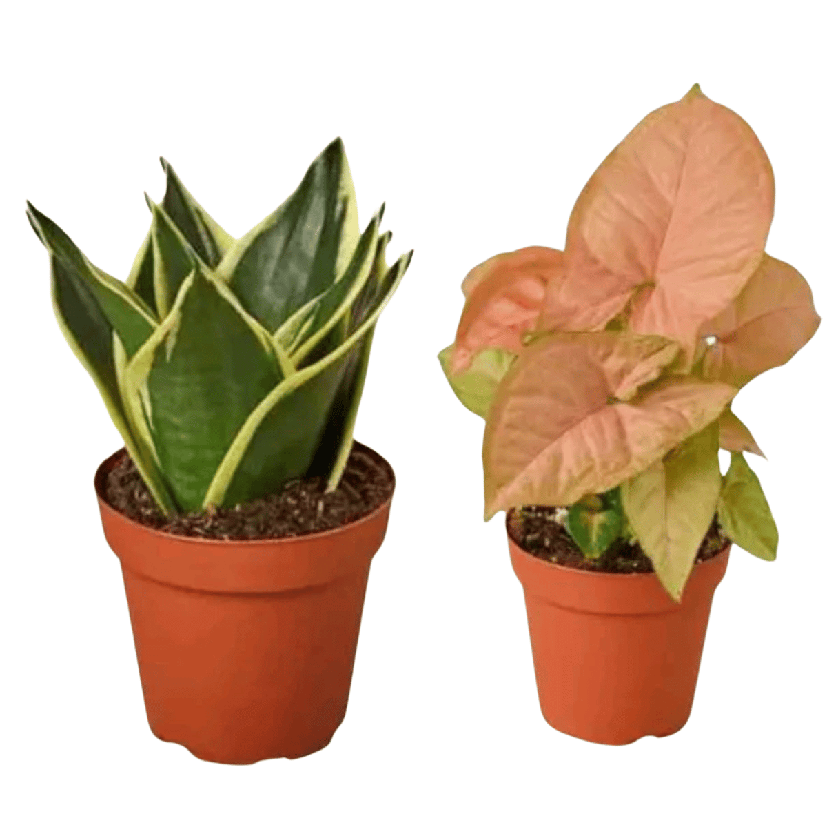 Syngonium Pink and Snake Plant (Sansevieria Lotus)- with Pots