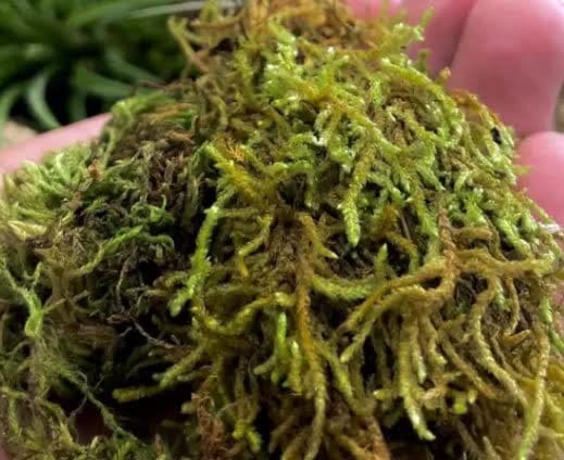 Alkarty Sphagnum Moss 450g  | Ideal for Plants, Orchids, Kokedama & Terrarium