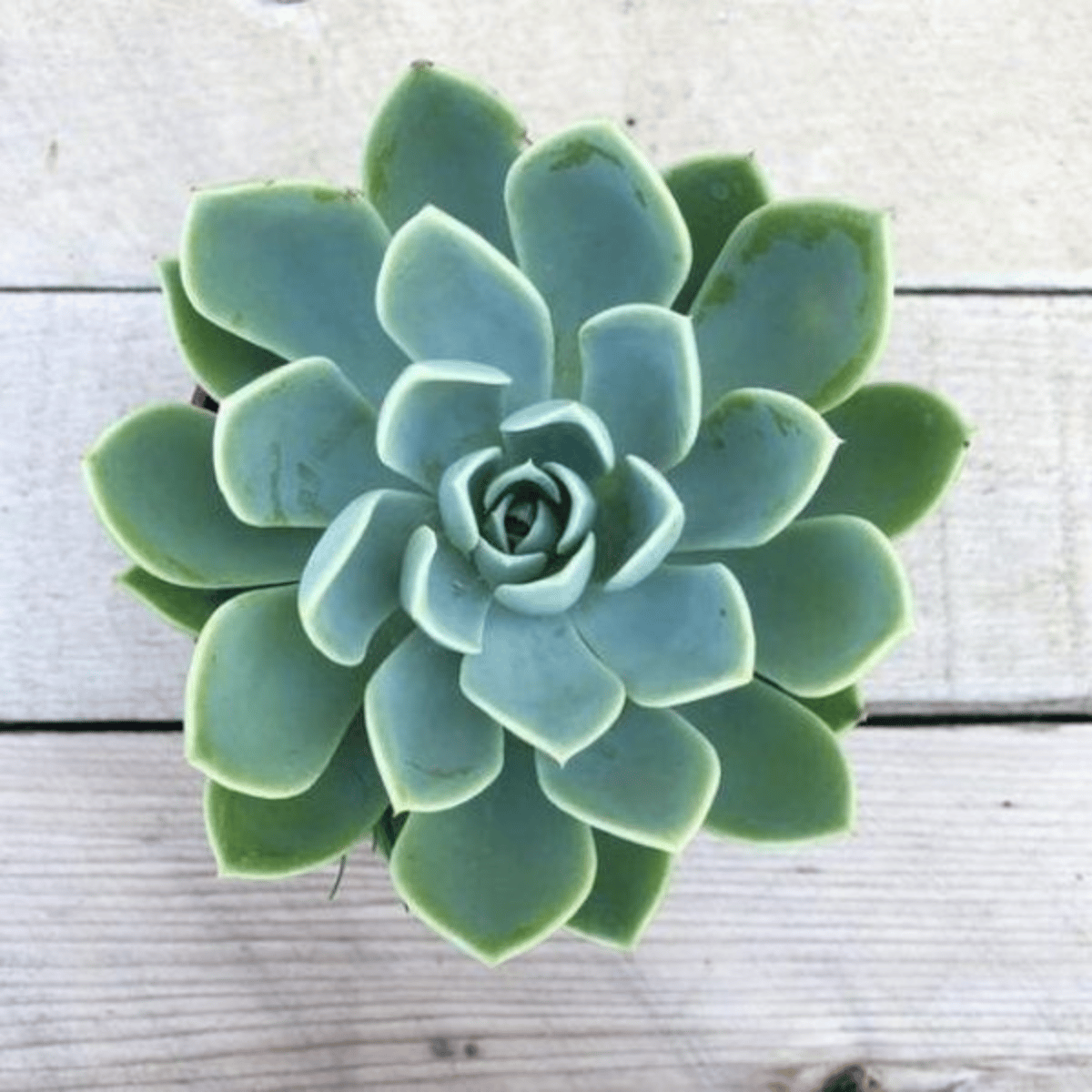 Echeveria Elegans Succulent Plant With Pot