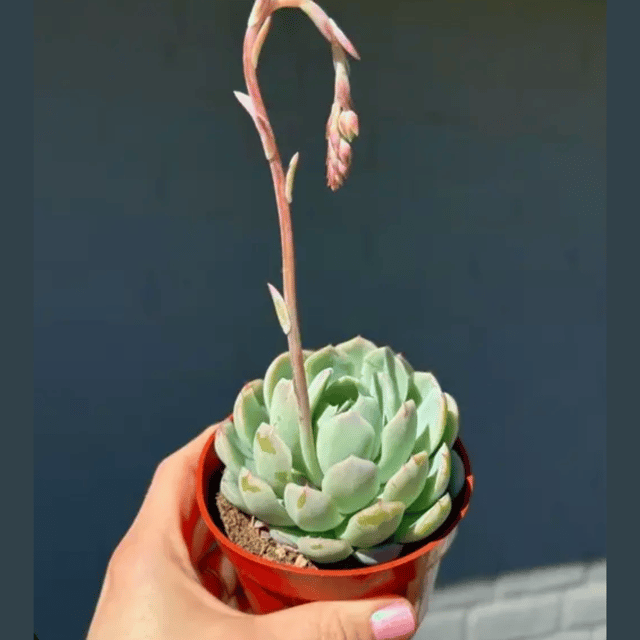 Echeveria Elegans Succulent Plant With Pot