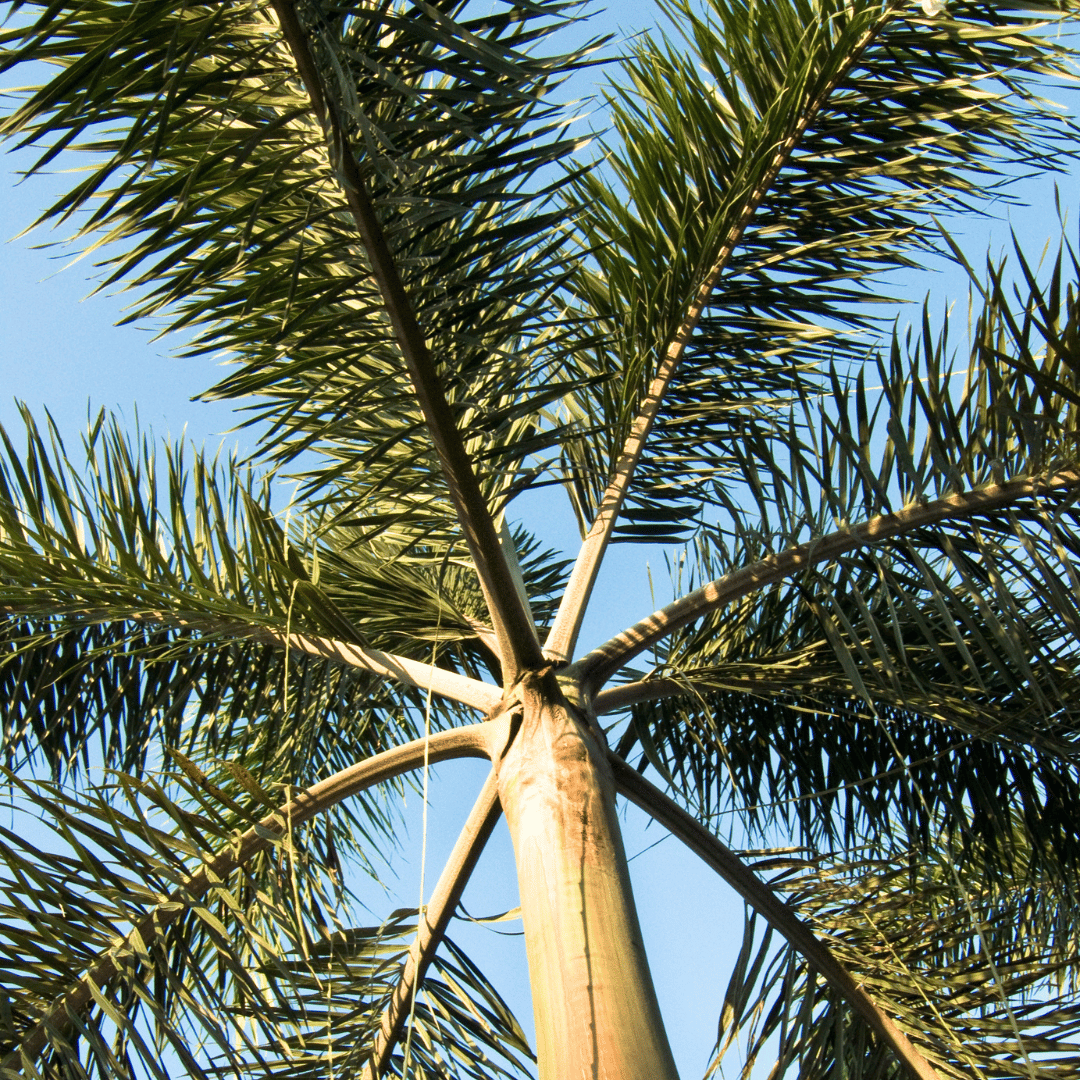 Foxtail Palm Plant (Wodyetia bifurcata)