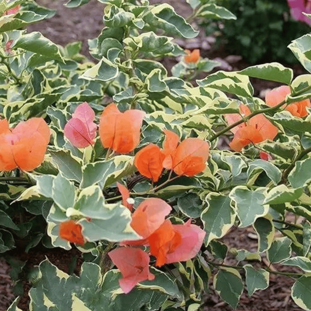 Bougainvillea Variegated Orange Flowering Plant