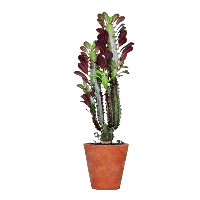 Red Manasa Flower Plant / Lal Monasa (Red Euphorbia Trigona)- (Pot Not Included)